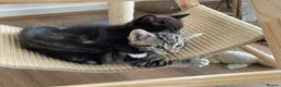 Mixed Breed cats for sale: Gorgeous mixed kittens - Advert 17
