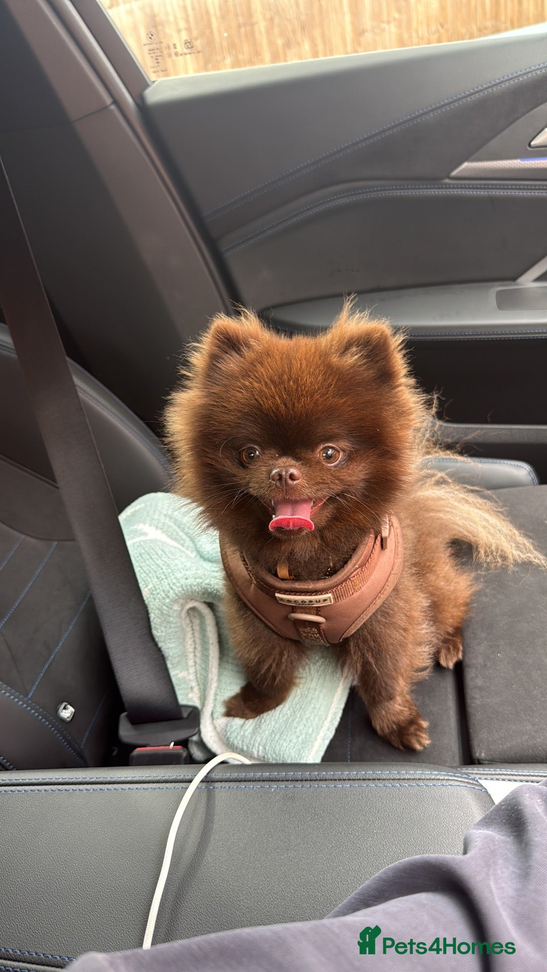 Pomeranian dogs CHOCOLATE  **  POMERANIAN STUD 🐻🇷🇺🍫 - Advert 4