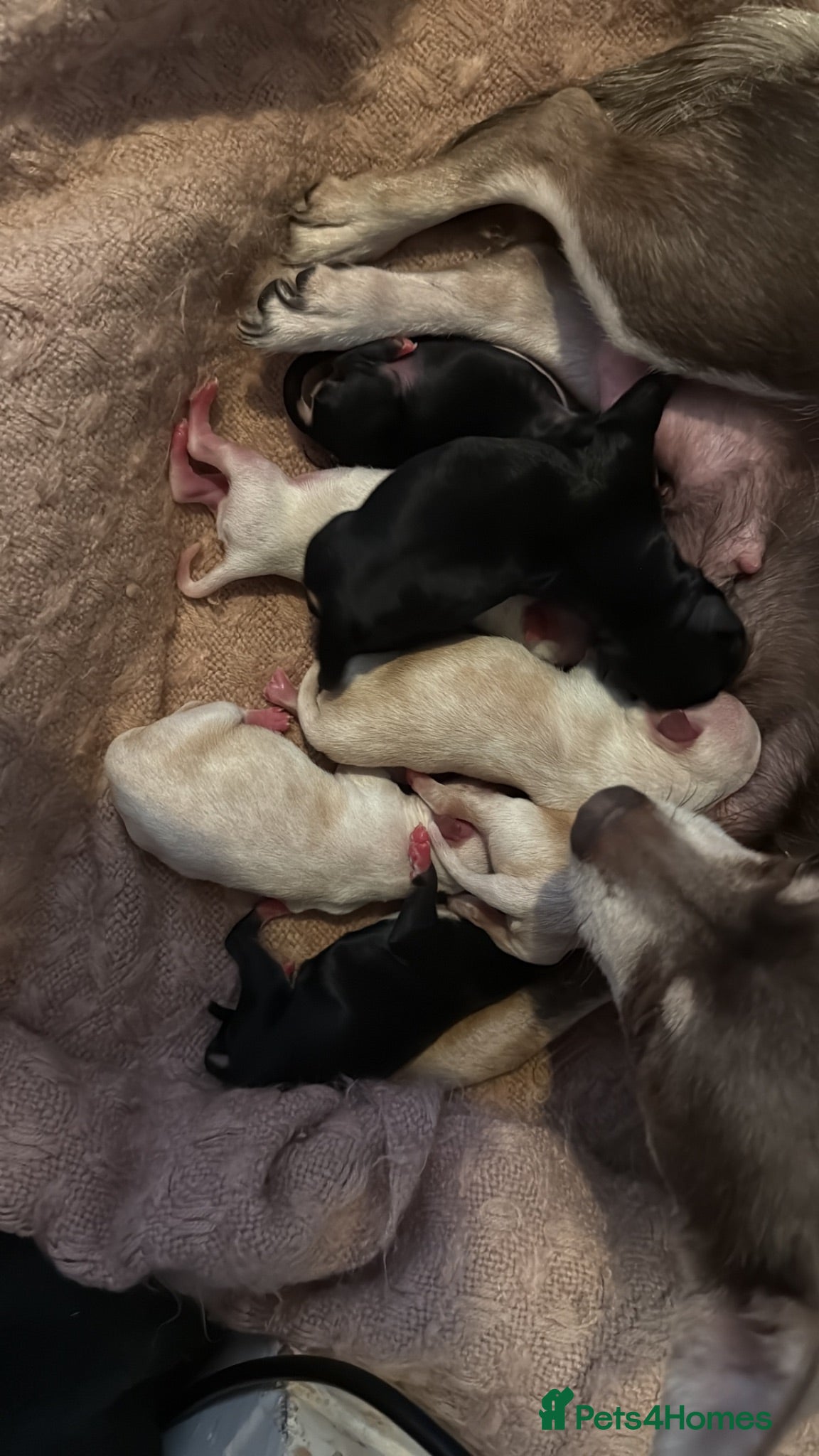 Chihuahua dogs Chihuahua puppies born wed 10th June  - Advert 14