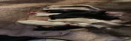 Chihuahua dogs for sale: Chihuahua puppies born wed 10th June  - Advert 2