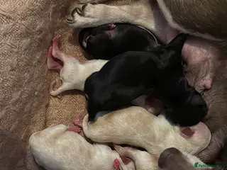 Chihuahua dogs Chihuahua puppies born wed 10th June - Advert 14