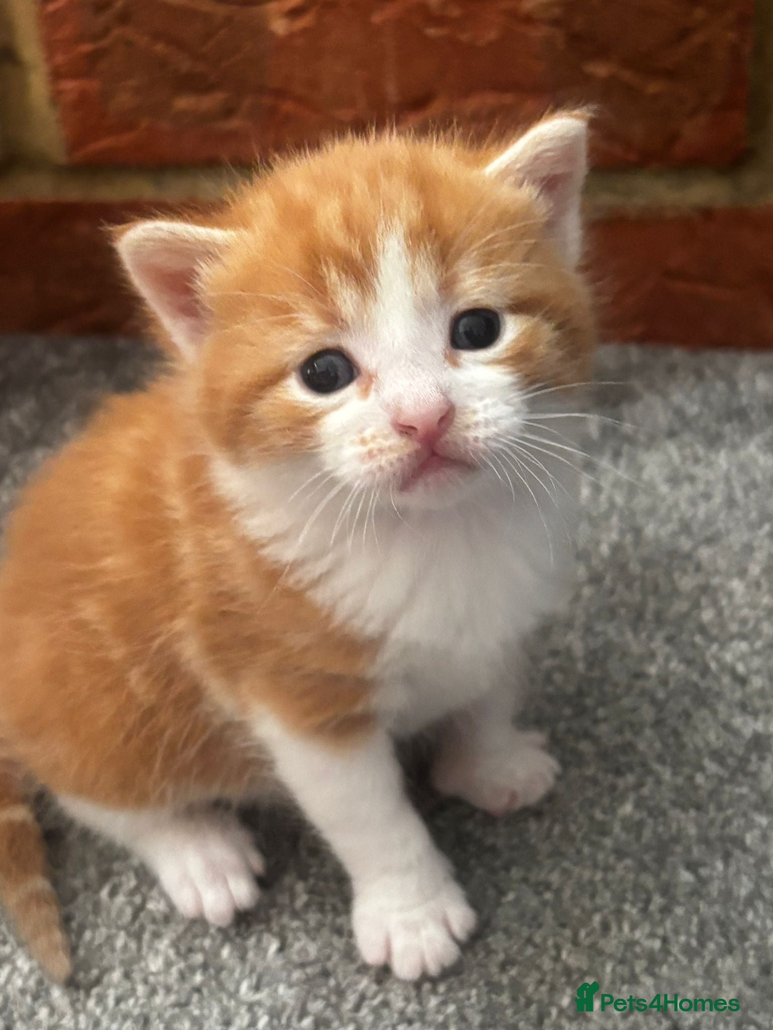 Mixed Breed cats 2 boys left from a litter of 4 - Advert 7