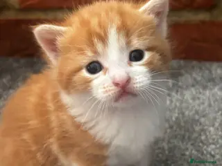 Mixed Breed cats 2 boys left from a litter of 4 - Advert 4