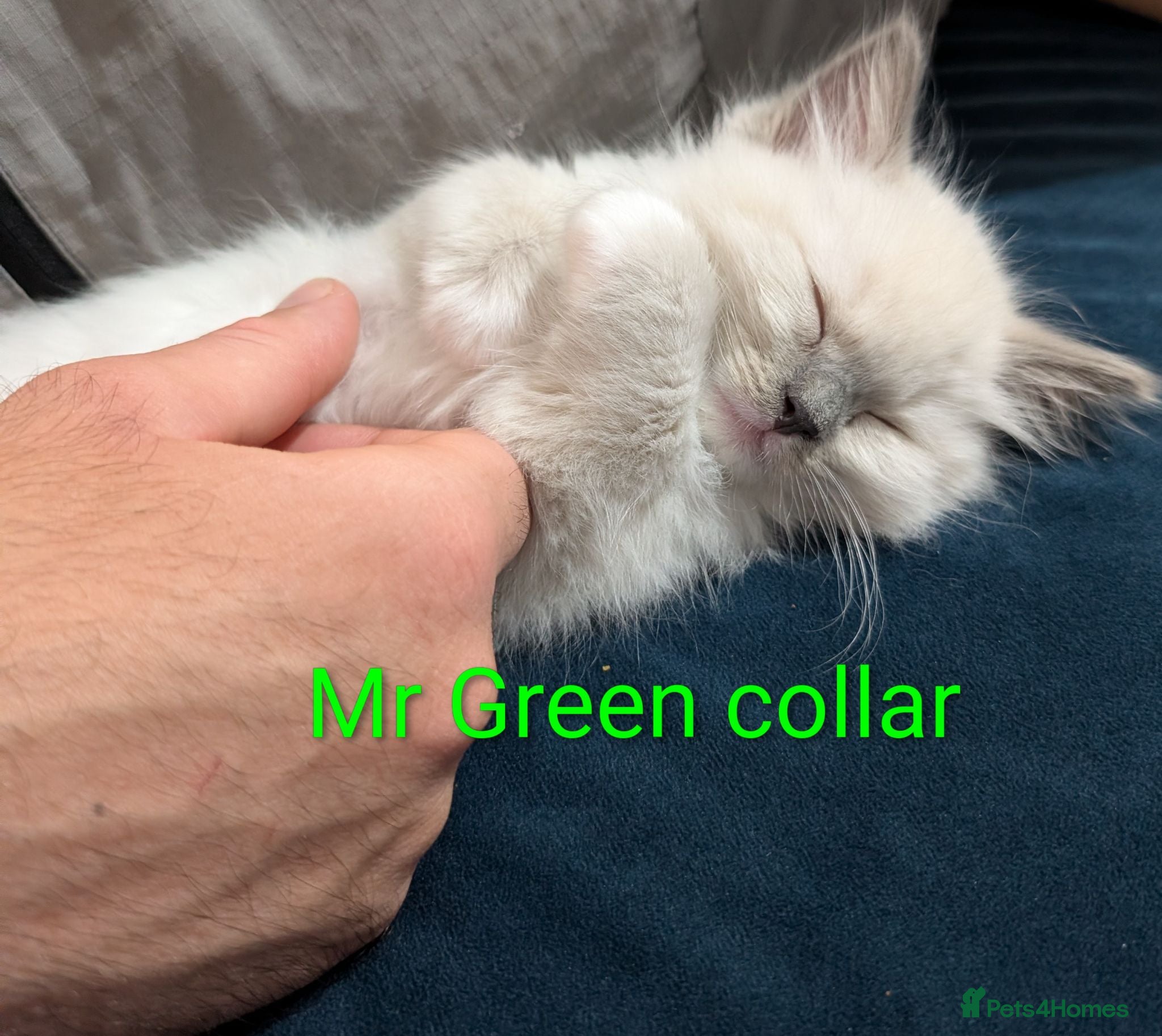 Ragdoll cats 🏆Grandchamp EU TICA Ragdoll kittens  - Advert 10