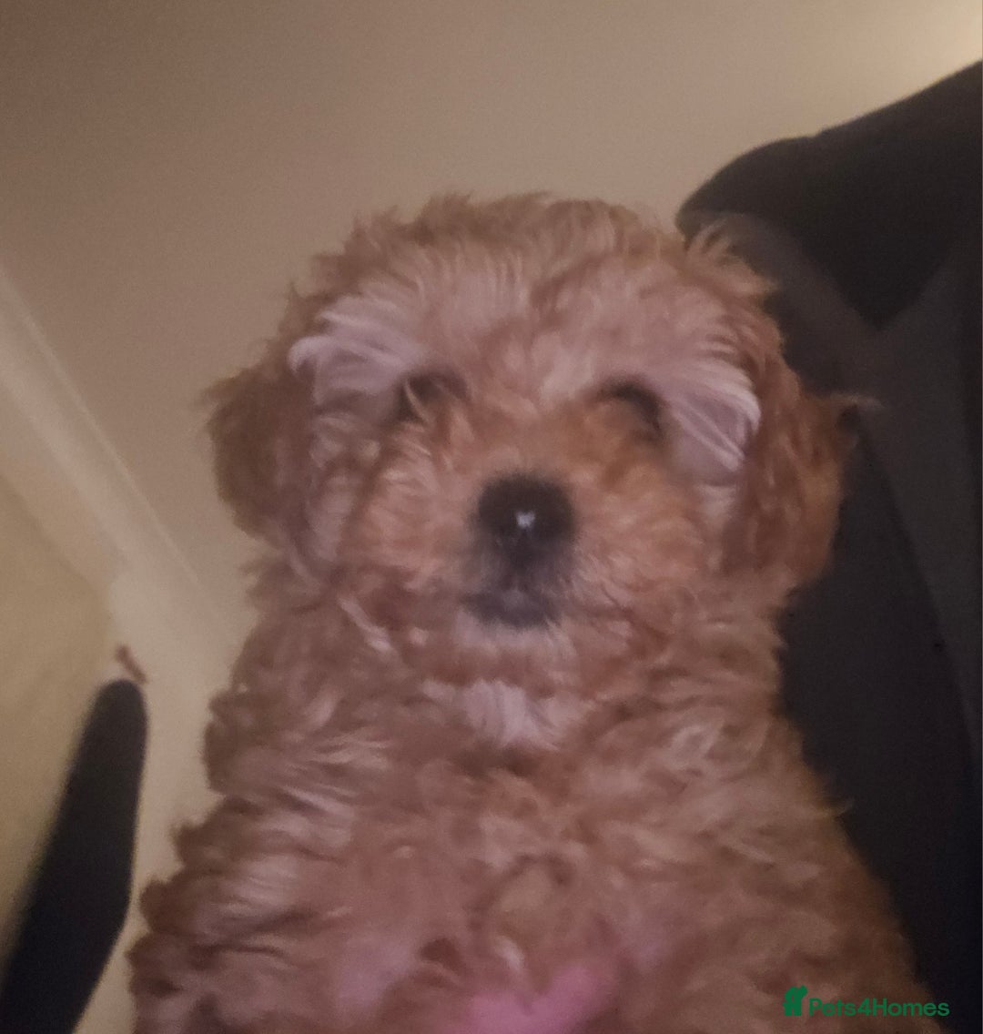 Toy Poodle dogs for sale: Toast - Advert 5