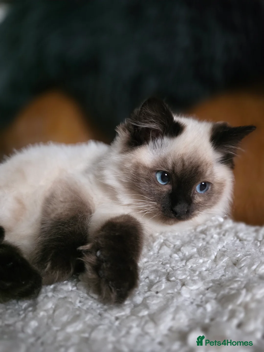 Ragdoll cats for sale: Beautiful Ragdoll Kittens - Advert 9