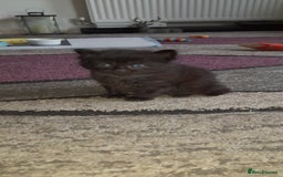 British Shorthair cats for sale: 3 very lively female Black kittens  - Image 1