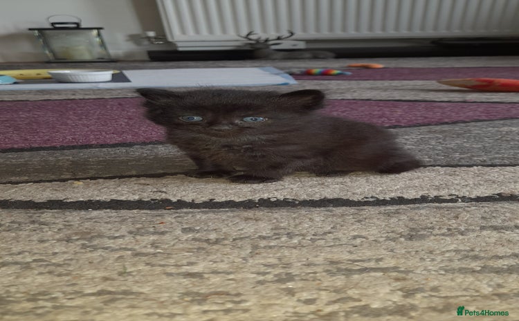 British Shorthair cats - Advert 12