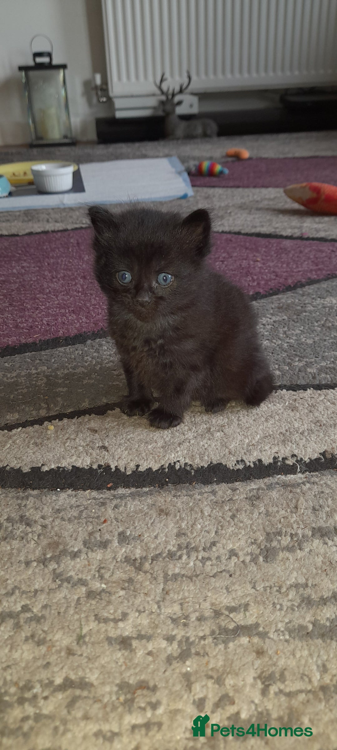 British Shorthair cats for sale: 3 very lively female Black kittens  - Image 1