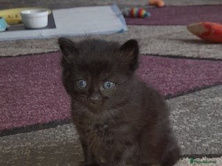 British Shorthair cats - Advert 36
