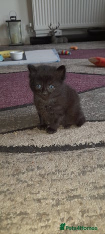British Shorthair cats - Advert 6