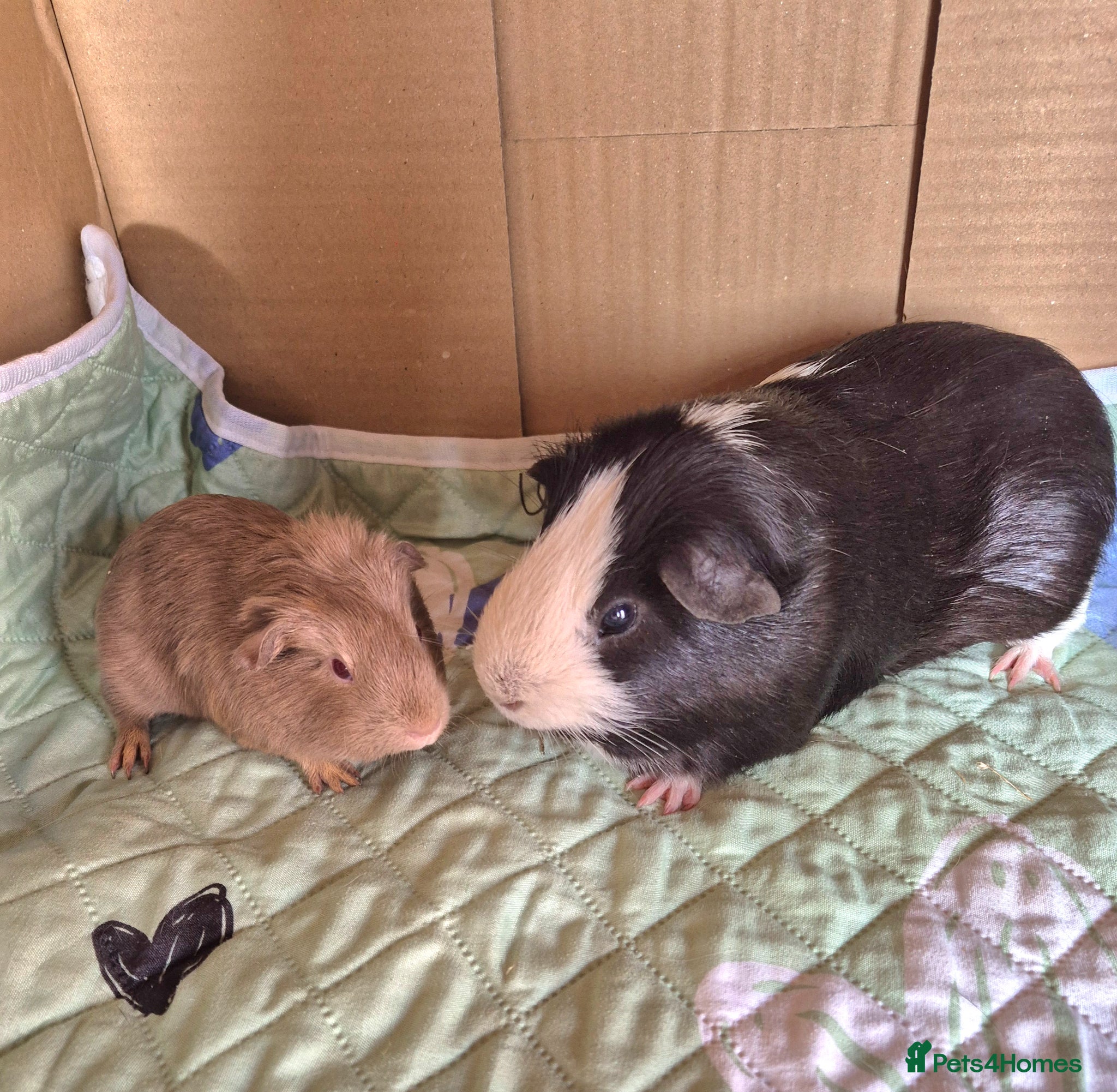 Guinea Pig rodents Beautiful Badger & Bobby Guinea Pigs - Advert 2