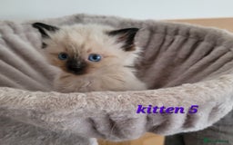 Ragdoll cats for sale: 5 Ragdoll kittens for sale Ready soon - Image 12
