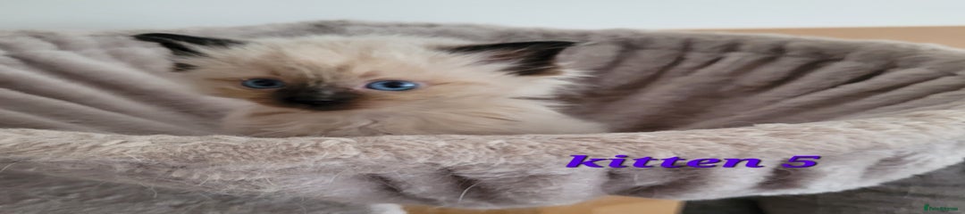 Ragdoll Kitten 5