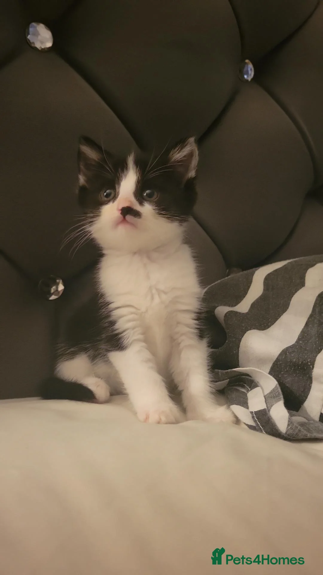 Mixed Breed cats for sale: Cute kittens - Advert 3