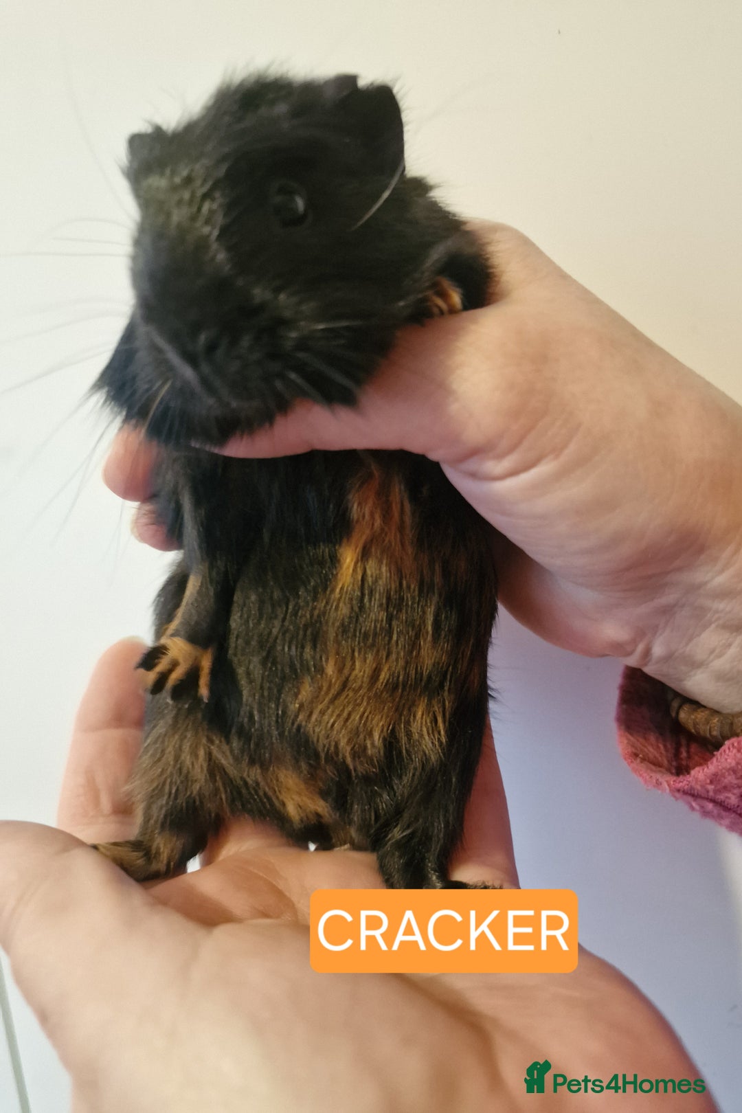 Guinea Pig rodents for sale: Female guinea pigs  - Advert 23
