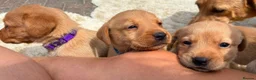Labrador Retriever dogs for sale: 5 kc Labrador pups ready now  - Advert 9