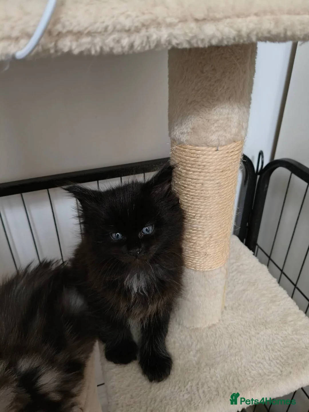 Maine Coon cats for sale: NEW YEARS EVE MAINE COON KITTENS - Advert 4