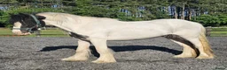 Irish Cob horses for sale: Summer project  - Advert 13