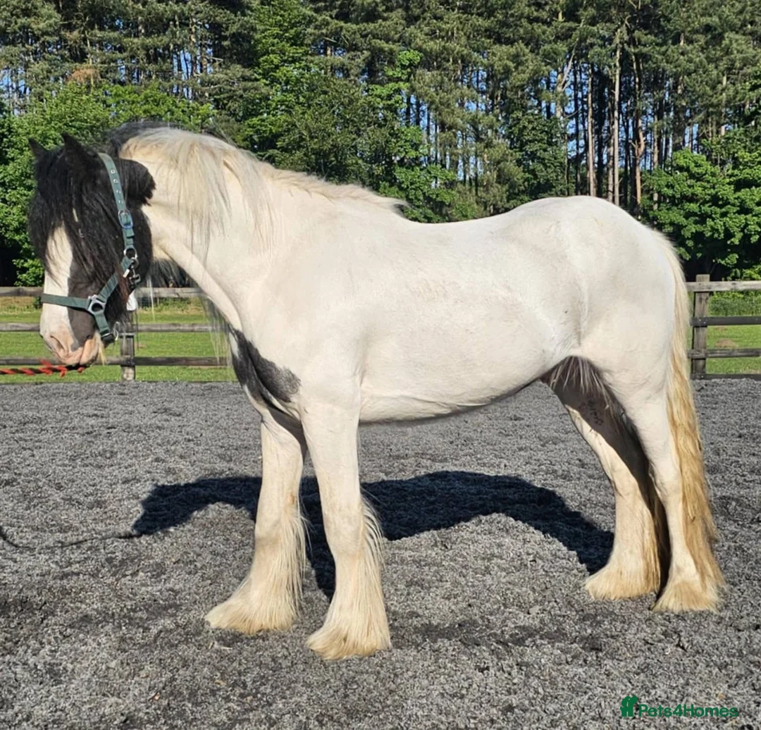 Irish Cob horses for sale: Summer project  - Advert 13