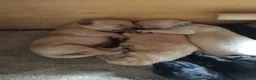 Labrador Retriever dogs for sale: 8 gorgeous Labrador puppies - Advert 4