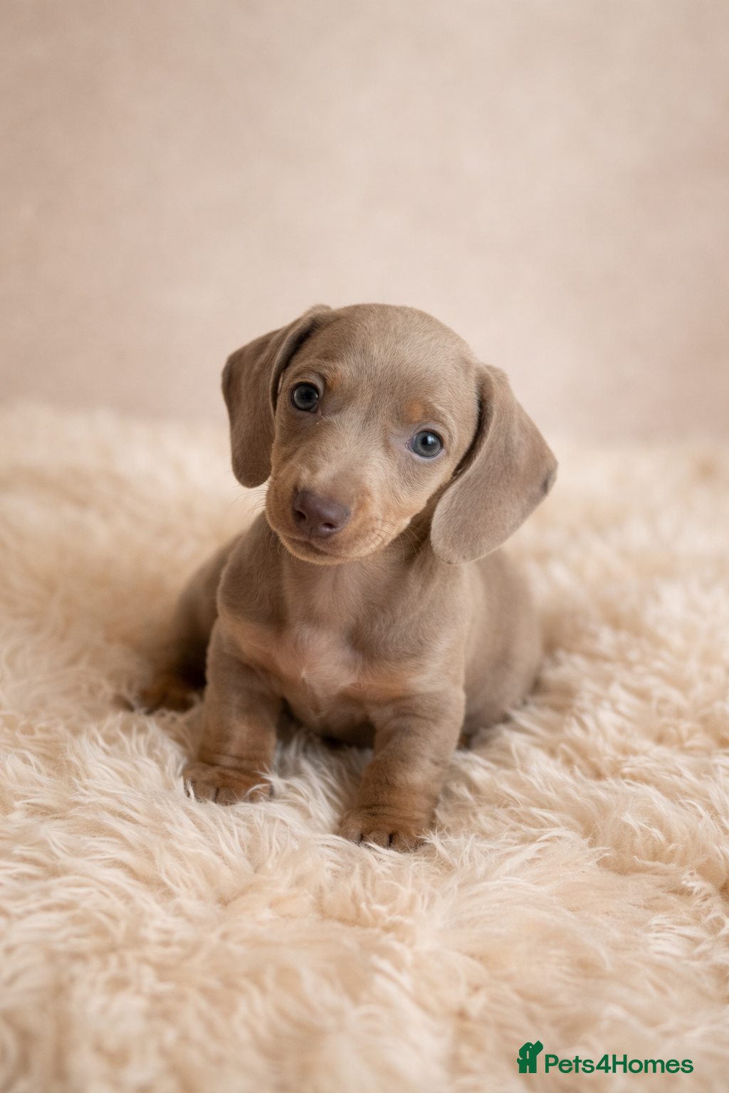 Miniature Dachshund dogs Kc health tested miniature dachshund pups - Advert 2