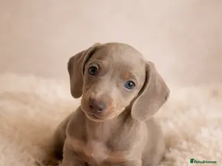 Miniature Dachshund dogs Kc health tested miniature dachshund pups - Advert 11