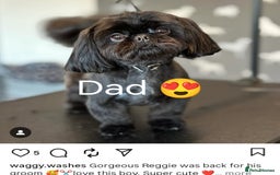 Shih Tzu dogs for sale: Adorable shih tzu puppy's  - Image 8