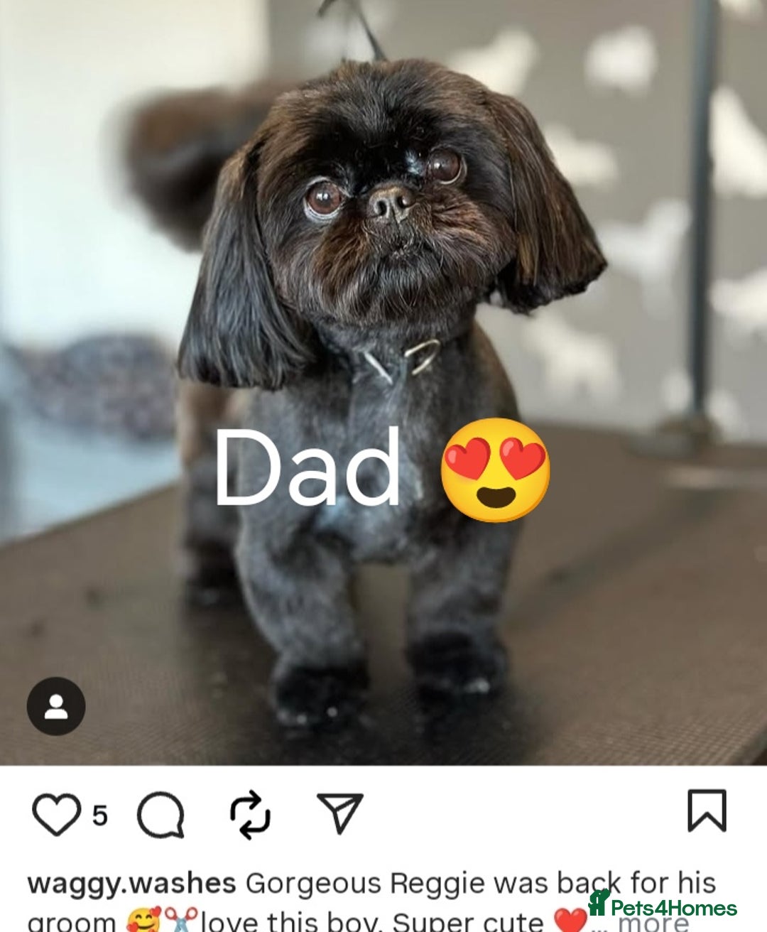 Shih Tzu dogs for sale: Adorable shih tzu puppy's  - Image 8