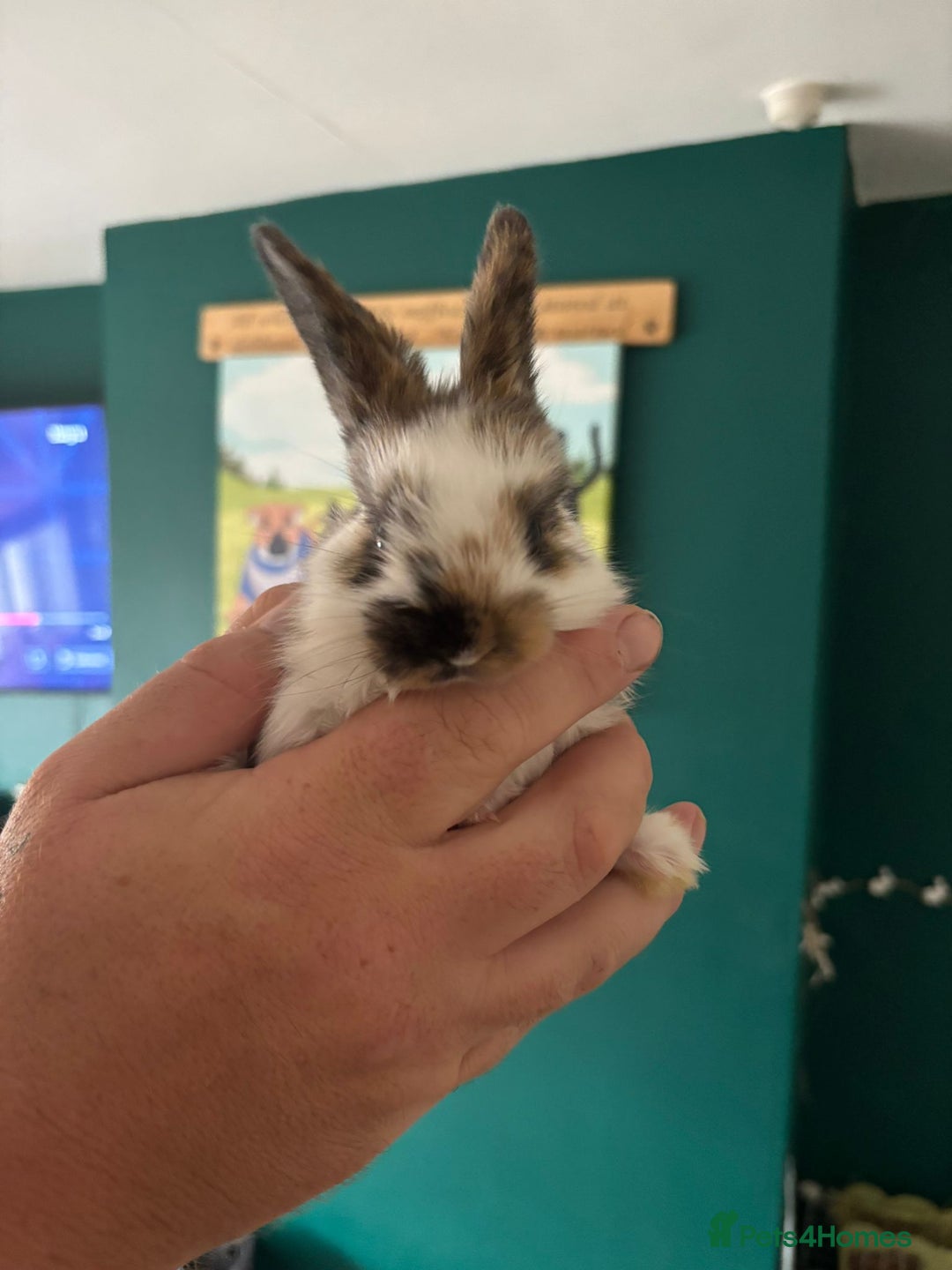 Mini Lop rabbits for sale: 8 baby rabbits - Image 16