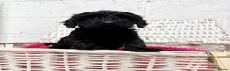 Cockapoo dogs for sale: Stunning Cockapoo Puppies - Only 2 Puppies Left  - Advert 8