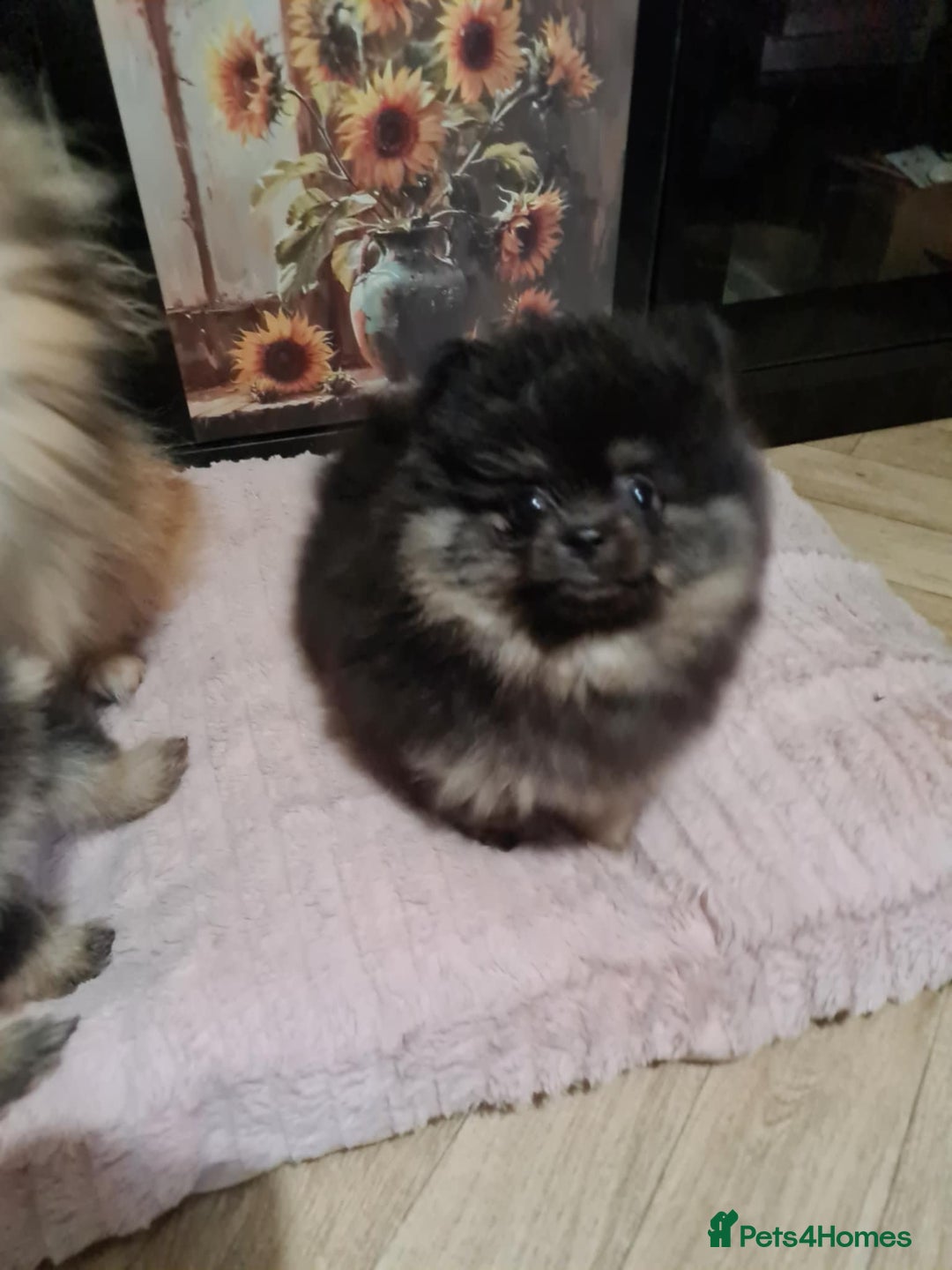 Pomeranian dogs for sale: 🐶 Sweet Black Pom Puppies, Ideal Family Friends - Advert 6