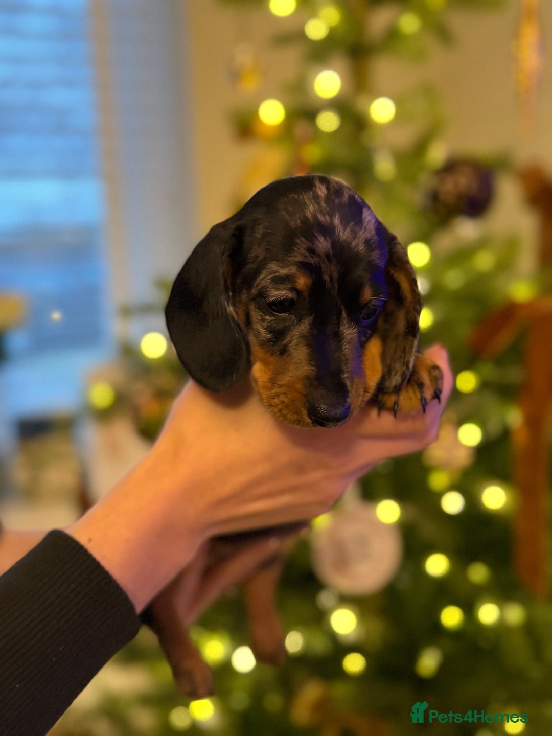 Miniature Dachshund dogs for sale: Kc reg smooth haired miniature dachshund - Advert 6