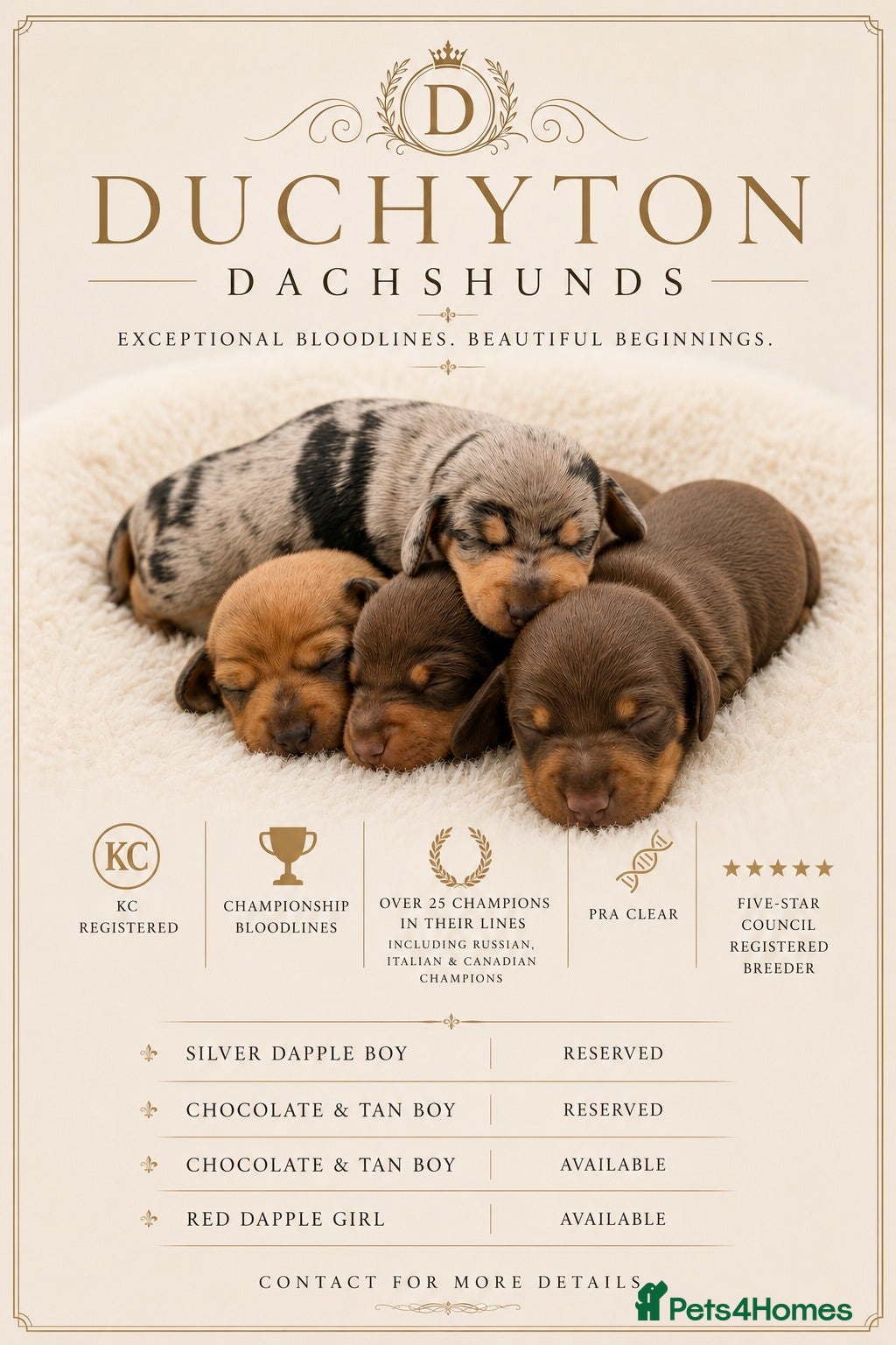 Miniature Dachshund dogs KC PRA Clear Champion Line Dapple Mini Dachshunds  - Advert 1