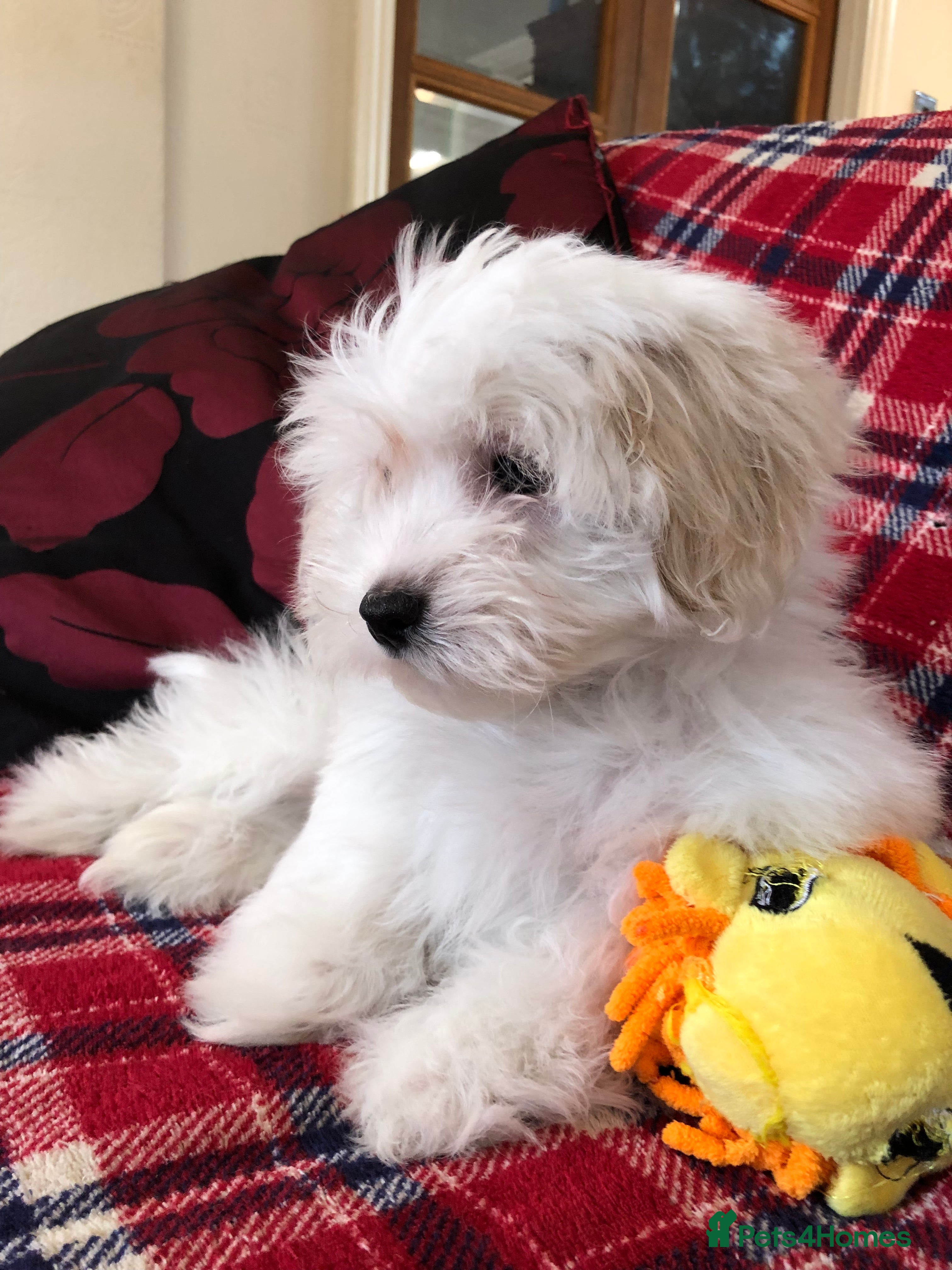 Maltipoo dogs Maltipoo puppies for sale  - Advert 5
