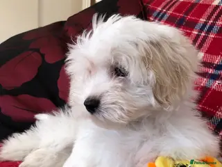 Maltipoo dogs Maltipoo puppies for sale - Advert 5