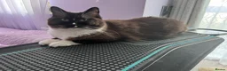 Ragdoll cats for sale: TICA reg. Mink Ragdoll Girl 3 Years Old - Advert 3