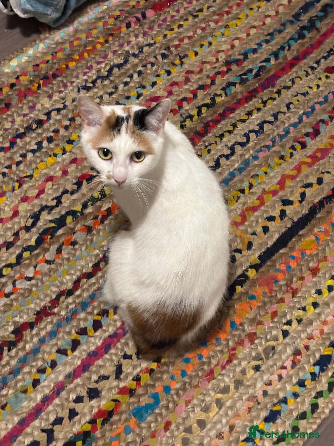 Mixed Breed cats for sale: Our lovely Minnie - FREE - Advert 1