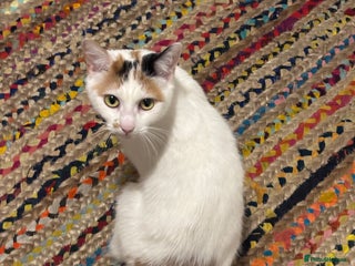 Mixed Breed cats Our lovely Minnie - FREE - Advert 2