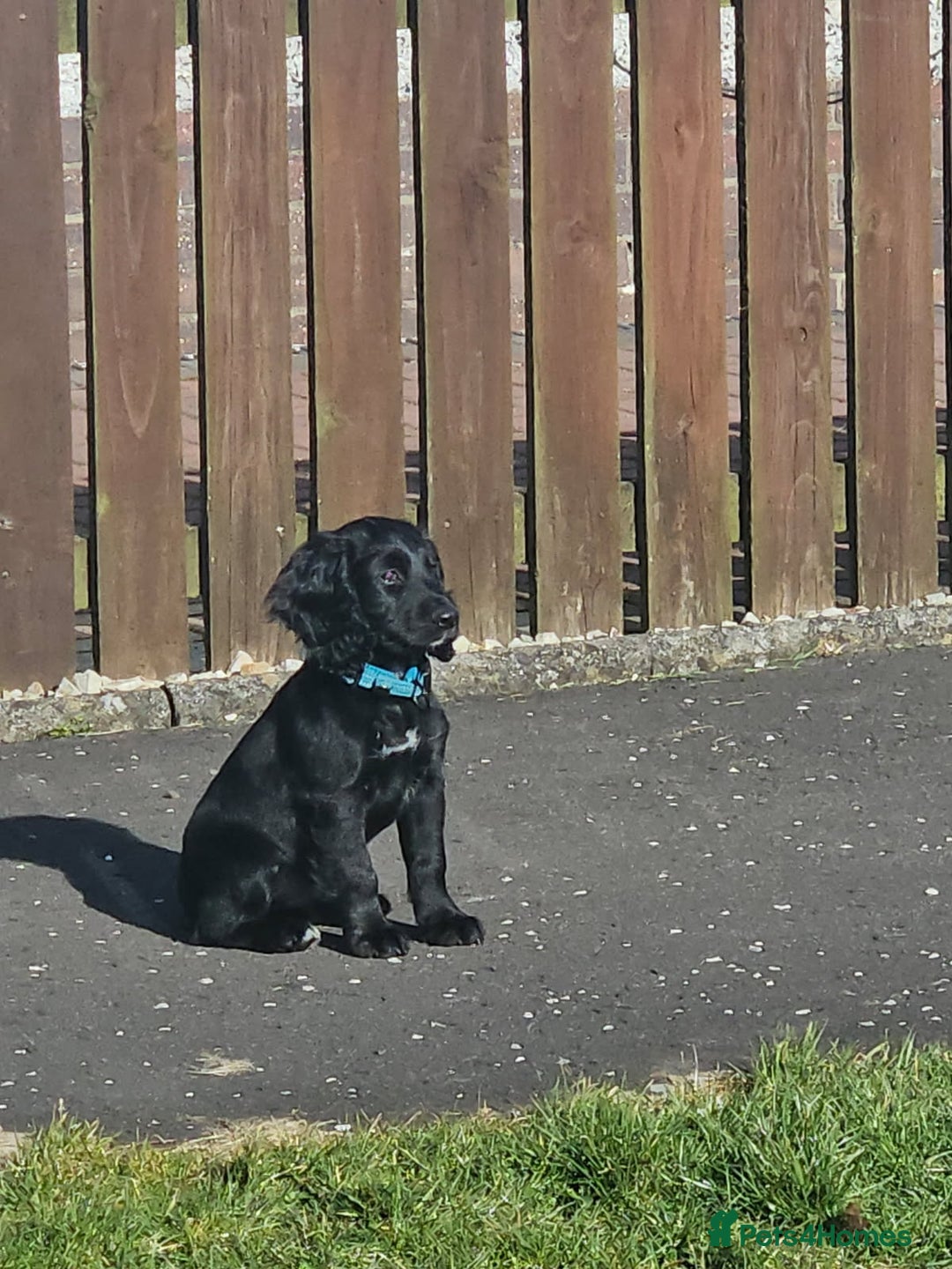 Cocker Spaniel dogs for stud: For stud. - Advert 5