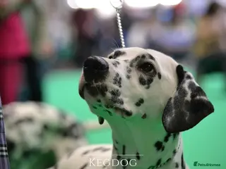 Mixed Breed dogs RARE mixed breed Dalmatian X German Shepherd Pups - Advert 3