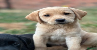 Labrador Retriever dogs in Tidworth - Advert 2