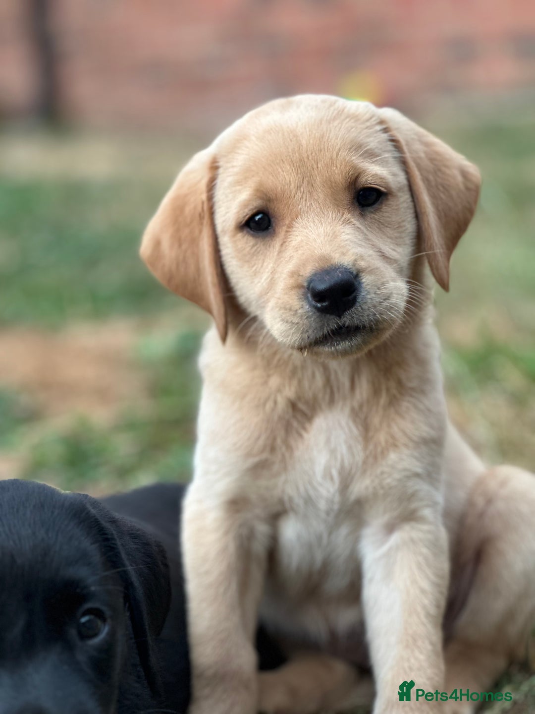 Labrador Retriever dogs for sale: 2 Beautiful female black lab READY TO LEAVE NOW!  in Tidworth - Image 2