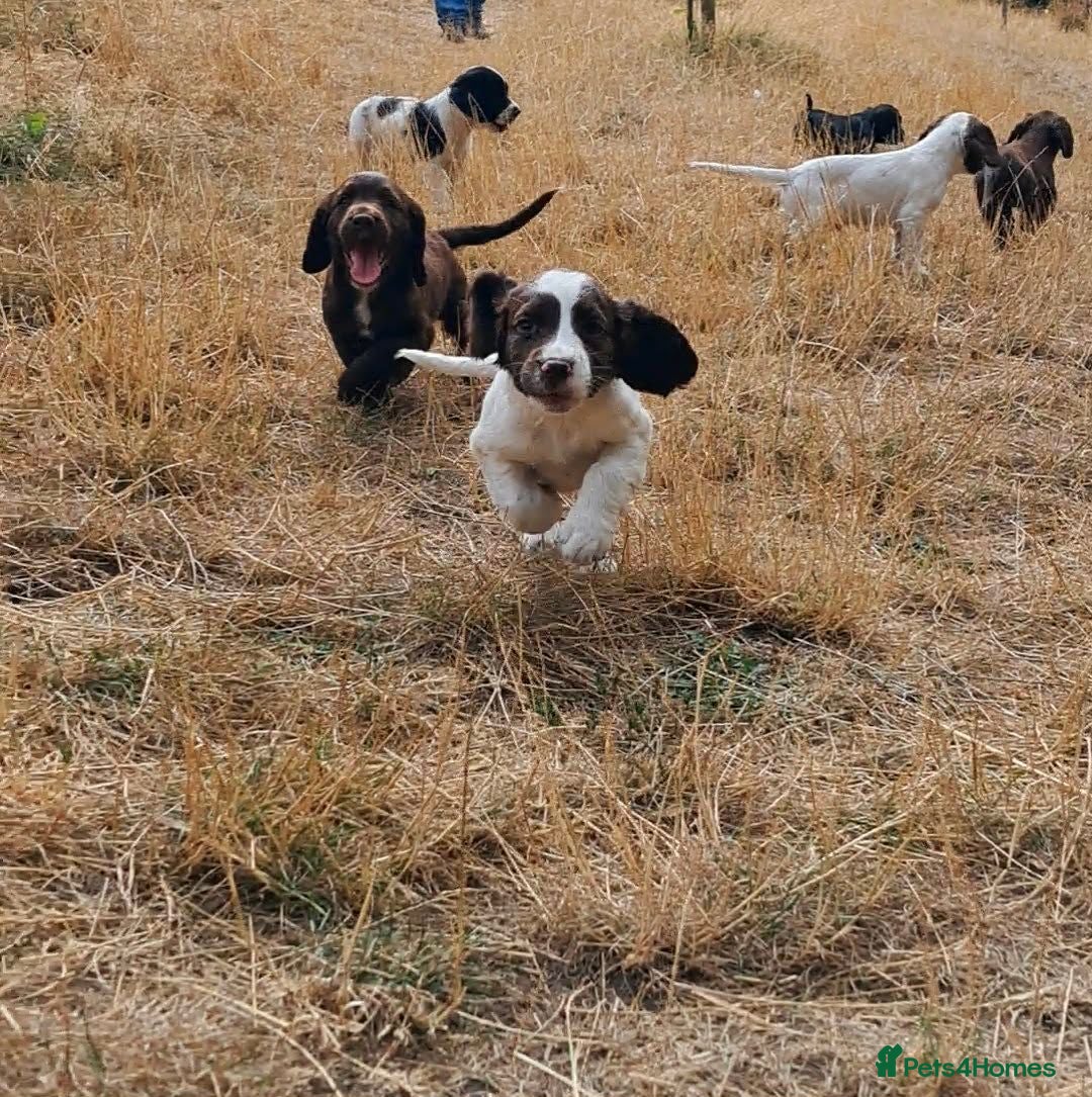 Sprocker dogs SPROCKER (ENGLISH SPRINGER X COCKER SPANIEL) PUPS - Advert 3