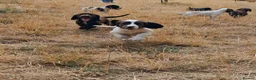 Sprocker dogs for sale: SPROCKER (ENGLISH SPRINGER X COCKER SPANIEL) PUPS - Advert 1