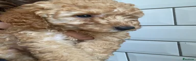 Poodle 1