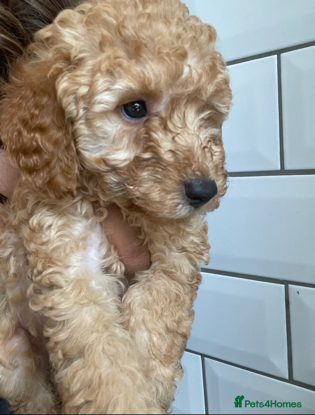 Poodle dogs for sale: Beautiful poodles 🥰  - Advert 2