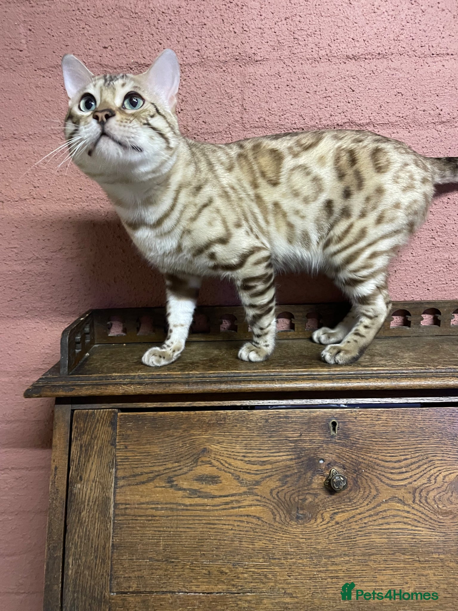 Bengal cats Beautiful Bengal family members - Advert 1