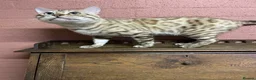 Bengal cats for sale: Beautiful Bengal family members - Advert 2