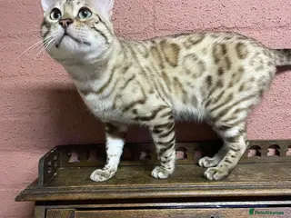 Bengal cats for sale: Beautiful Bengal family members - Advert 2